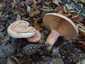 Ízletes rizike (Lactarius deliciosus), Őrség